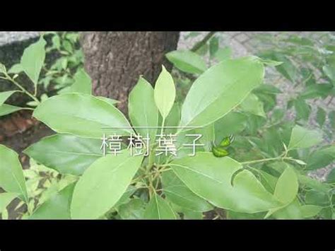 樟樹種植|林務工作